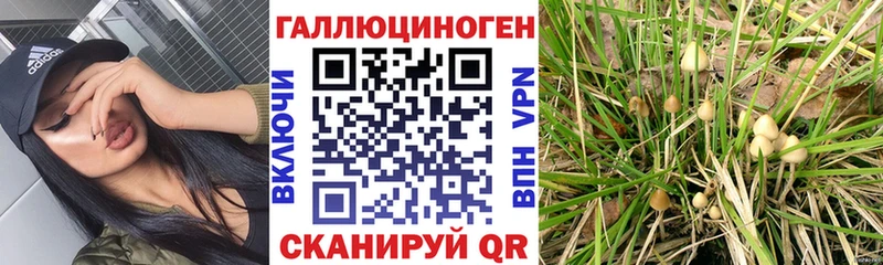 Псилоцибиновые грибы GOLDEN TEACHER  Тында 
